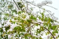 White snow on green tree branches and leaves Ã¢â¬â snowfall, October-November autumn, Moscow, Russia, Europe Royalty Free Stock Photo